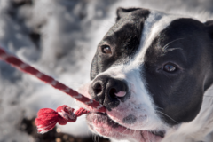 Request Quote: Harry Bosk Pet Photography - Parkville, MD