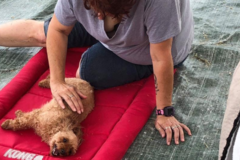 Request Quote: Mobile Mutt Massage - Animal Massage Care Services - Gainesville, FL