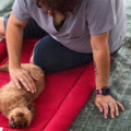 Mobile Mutt Massage - Animal Massage Care Services - Gainesville, FL