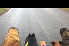 Request Quote: FourPaws Petsitting - Ashtabula, OH - Saybrook, OH