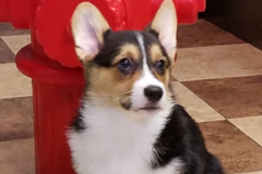 Request Quote: Barkley Square Professional Pet Care - Dog Sitting - Alexandria, VA