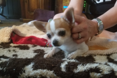 Request Quote: PurePet Canine Massage Therapy - Animal Massage Care - Nationwide