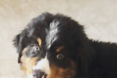 Request Quote: Lucky Buddy Petcare and In Home Pet Sitting - Sacramento, CA