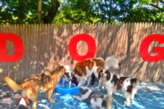 Request Quote: Lucky Dog Resort Inc. - Dog Boarding Boutique Hotel - Middletown, RI