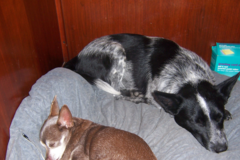 Request Quote: Canine Sleep Over - Pet Boarding - Jackson Township, NJ