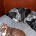 Canine Sleep Over - Pet Boarding - Jackson Township, NJ