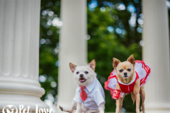 Request Quote: Pet Love Pet Photography  - Cincinnati, OH