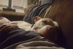 Request Quote: Shawn Younis - Professional Dog Sitter - Whitehall, PA