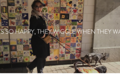 Request Quote: WiggleWalkers - Dog Walking and Sitting Services - Providence, RI