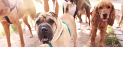 Request Quote: EC Petcare - In Home Pet Sitting and Dog Walking - Portland, OR