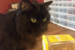 Request Quote: Just4cats - In Home Cat Sitting Services - Boston, MA