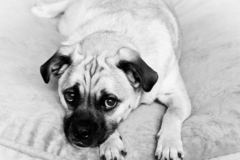 Request Quote: Jamison Johnson - Custom Pet Portrait Artist  - Seattle, WA