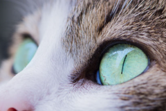 Request Quote: Shimmer In Home Pet Sitting Care - Park Ridge, IL