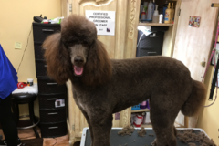 Request Quote: The Pampered Pet - Dog Grooming - Palm Desert, CA