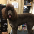 The Pampered Pet - Dog Grooming - Palm Desert, CA