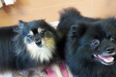 Request Quote: Tradewinds Pet Suites - Dog Boarding - Waianae, HI