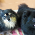 Tradewinds Pet Suites - Dog Boarding - Waianae, HI