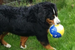 Request Quote: Playing Paws - Daycare and Pet Sitting - Ridgefield, WA