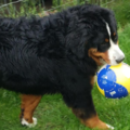 Playing Paws - Daycare and Pet Sitting - Ridgefield, WA