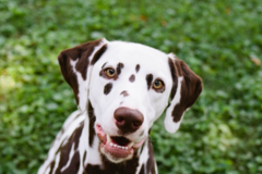 Request Quote: Shutter Hound Pet Photography - Austin, TX