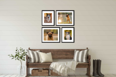 Request Quote: Pet Photograper Serving Athens to Atlanta, GA  - Rutledge, GA