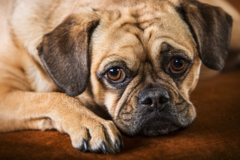 Request Quote: Tangerine House of Design - Pet Photographer - Minneapolis, MN