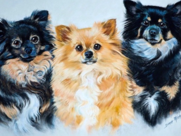 Piti, Peanut and PeeWee, Longhair Chihuahua’s 