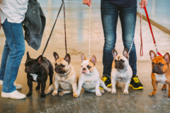 Request Quote: Truly Pawesome Pet Sitting Service - Bowie, MD