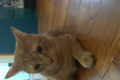 Request Quote: Carrie's Dog Walking and In Home Pet Sitting Services - Bronx, NY