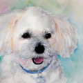 Carolyn Gray Watercolors - Etsy Pet Portrait Artist - Nationwide