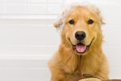 Request Quote: Angel Touch Pet Spa - Pet Grooming - Holbrook, NY