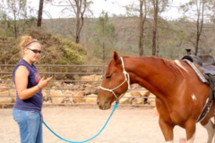 Request Quote: Equine VOM Chiropractic Treatment - Napa, CA