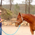 Equine VOM Chiropractic Treatment - Napa, CA
