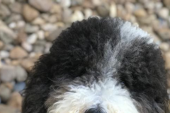 Request Quote: Power To The PawZ Dog Training and Education - Dallas, TX