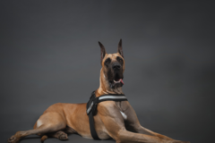 Request Quote: Julie Cordero Pet Photography - Lubbock, TX