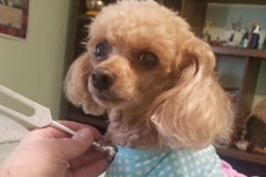 Request Quote: Animal Vibrational Sound Therapy and Animal Reiki - Nationwide