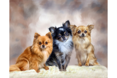 Request Quote: Pet Portraits by Barry  - Frisco, TX