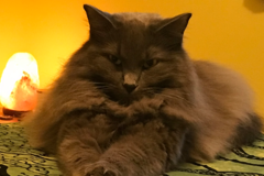 Request Quote: LifeWays Animal Reiki For Pets - Nationwide