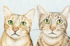 Request Quote: Order a Custom Realistic Watercolor 8x10 Pet Portrait - Nationwide