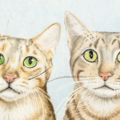 Order a Custom Realistic Watercolor 8x10 Pet Portrait - Nationwide