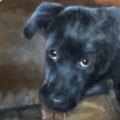 Pet Portraits by Mary Reilly - Manassas, VA