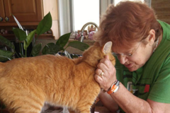 Request Quote: Pet Sitters and More, LLC  - Hollywood, FL