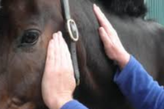 Request Quote: Birch Wellness Center - Animal Reiki Care - Nationwide