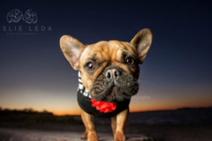 Request Quote: Leslie Leda Pet Photography  - New York, NY