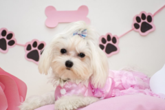 Request Quote: Primped Pooches - Mobile Pet Groomer - Plano, TX