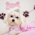 Primped Pooches - Mobile Pet Groomer - Plano, TX