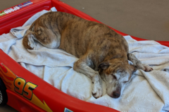 Request Quote: BarkZone Doggie Daycare and Dog Boarding - Portland, OR