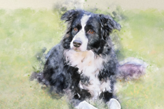 Request Quote: Better Pet Portraits by Sarah Cameron - Phoenix, AZ