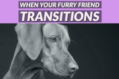 Request Quote: Susan Hill - Animal Communicator - West Hartford, CT