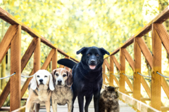 Request Quote: Wag Your Tail Pet Photography - Denver, CO